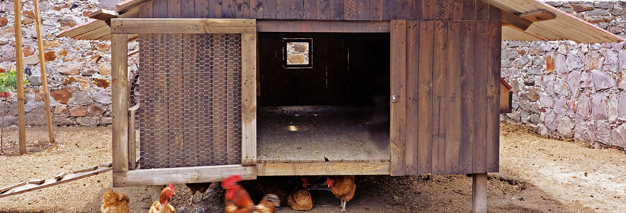 Poulaillers et cabanes à poules