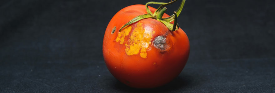 Cul noir de la tomate